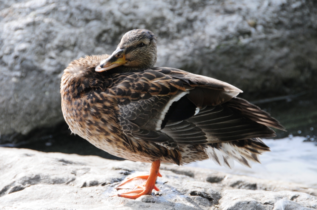 Ente am Sempachersee