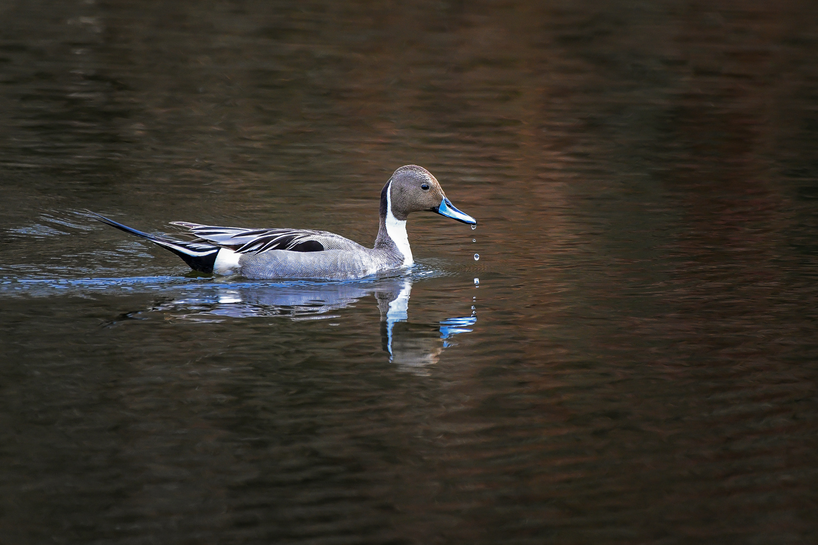 Ente am Spieß