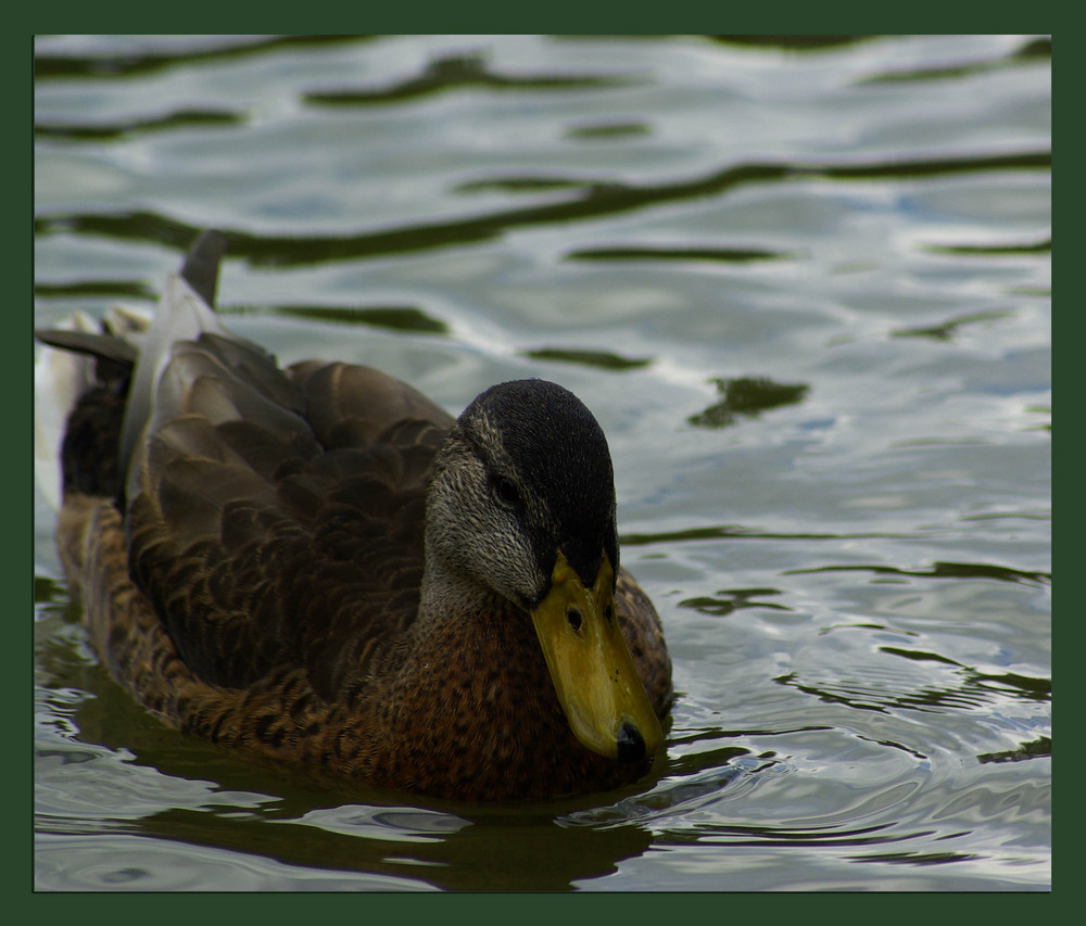 Ente am Stadtrainsee