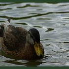 Ente am Stadtrainsee