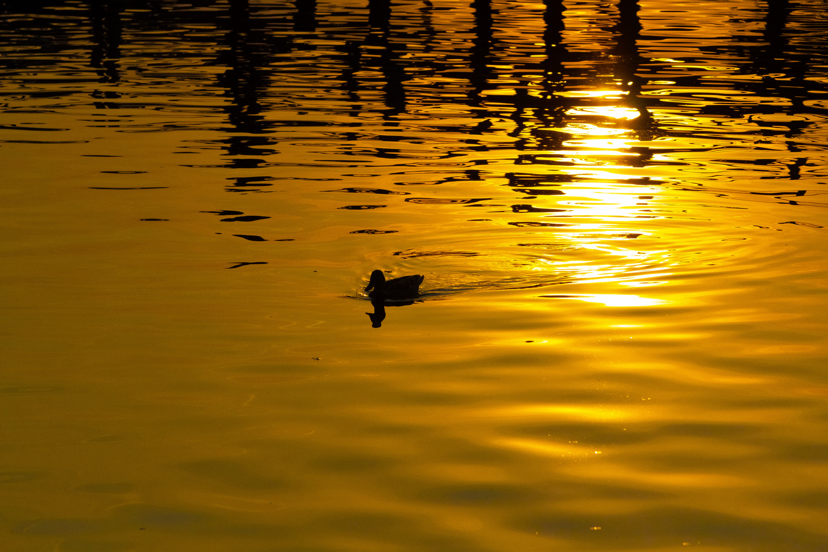 Ente am Steinhuder Meer #1