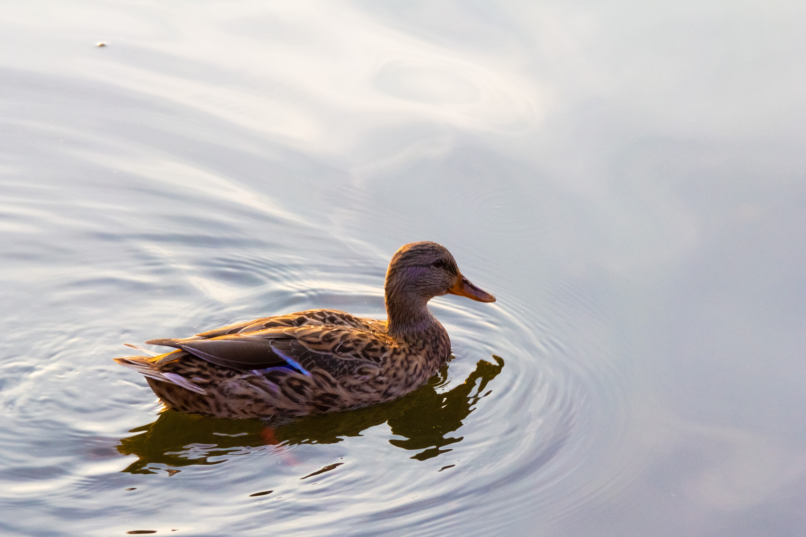 Ente am Steinhuder Meer #2