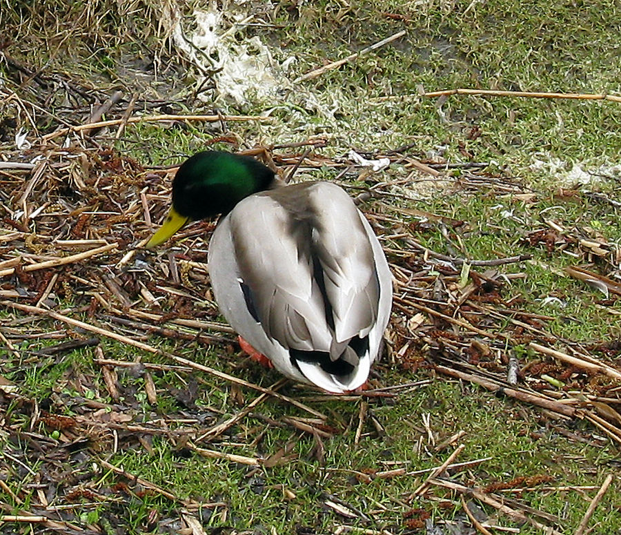 Ente am Steinhuder Meer