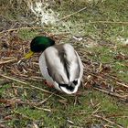 Ente am Steinhuder Meer