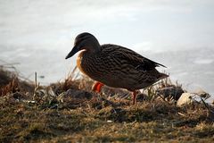 Ente am Steinhuder Meer