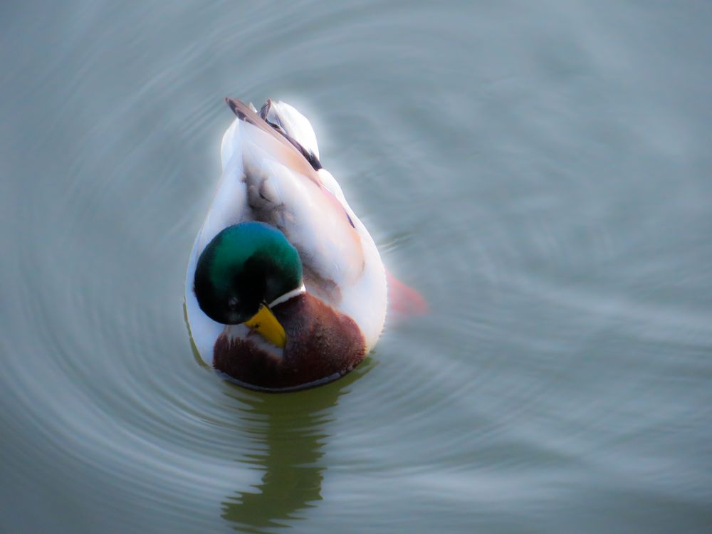 Ente am Steinhuder Meer