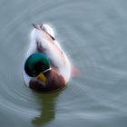 Ente am Steinhuder Meer