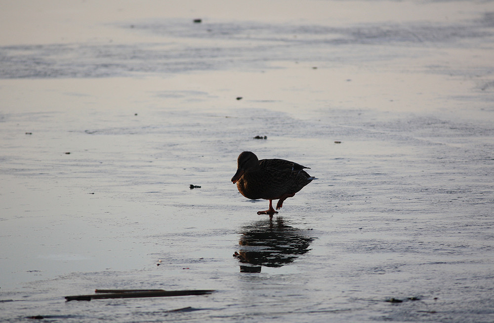 Ente am Steinhuder Meer - kalte Füße...