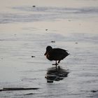 Ente am Steinhuder Meer - kalte Füße...