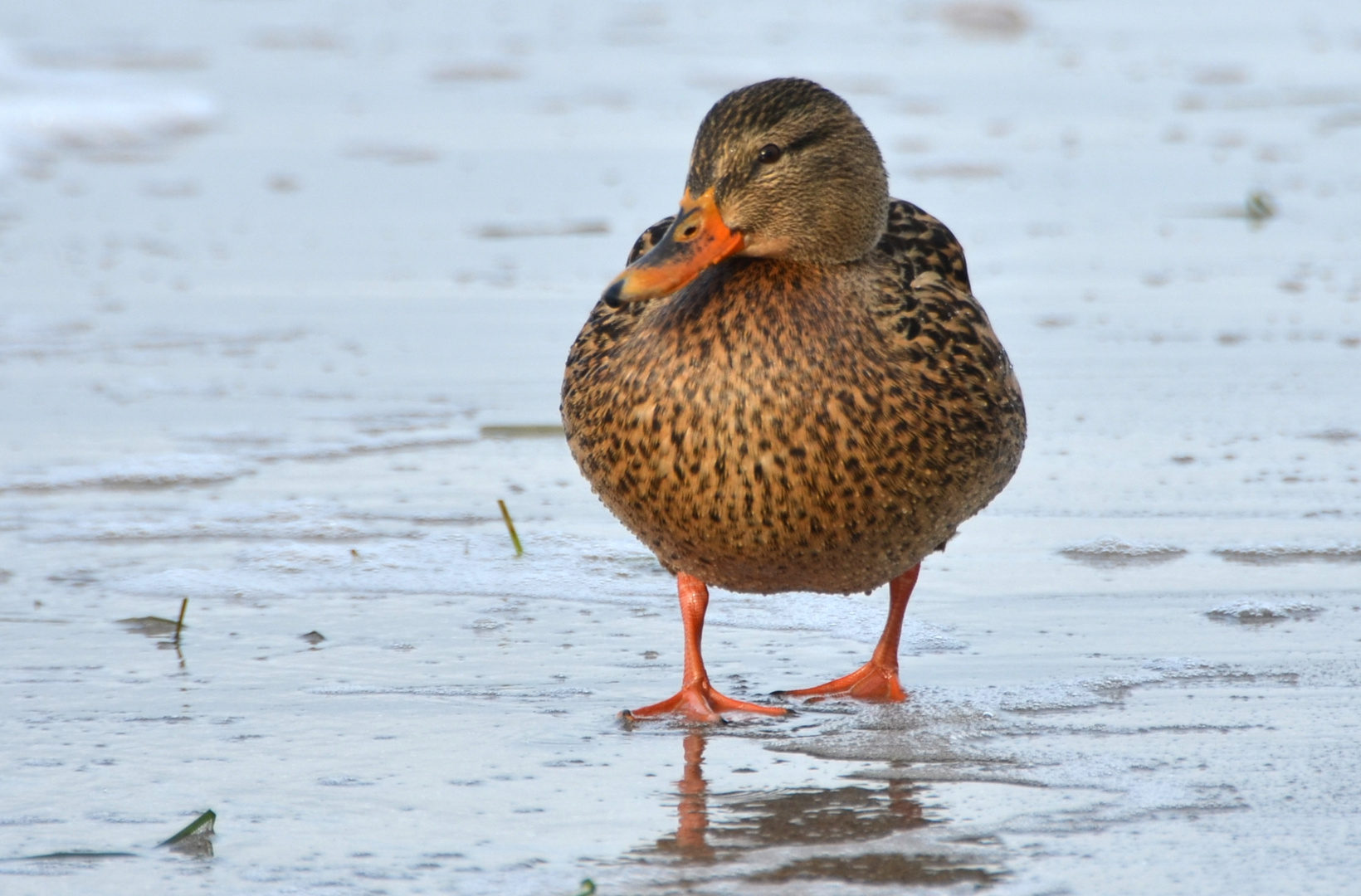 Ente am Strand