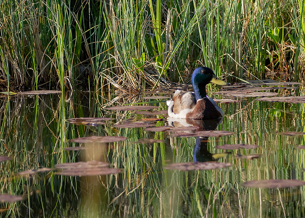 Ente am Teich