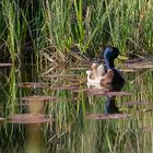 Ente am Teich