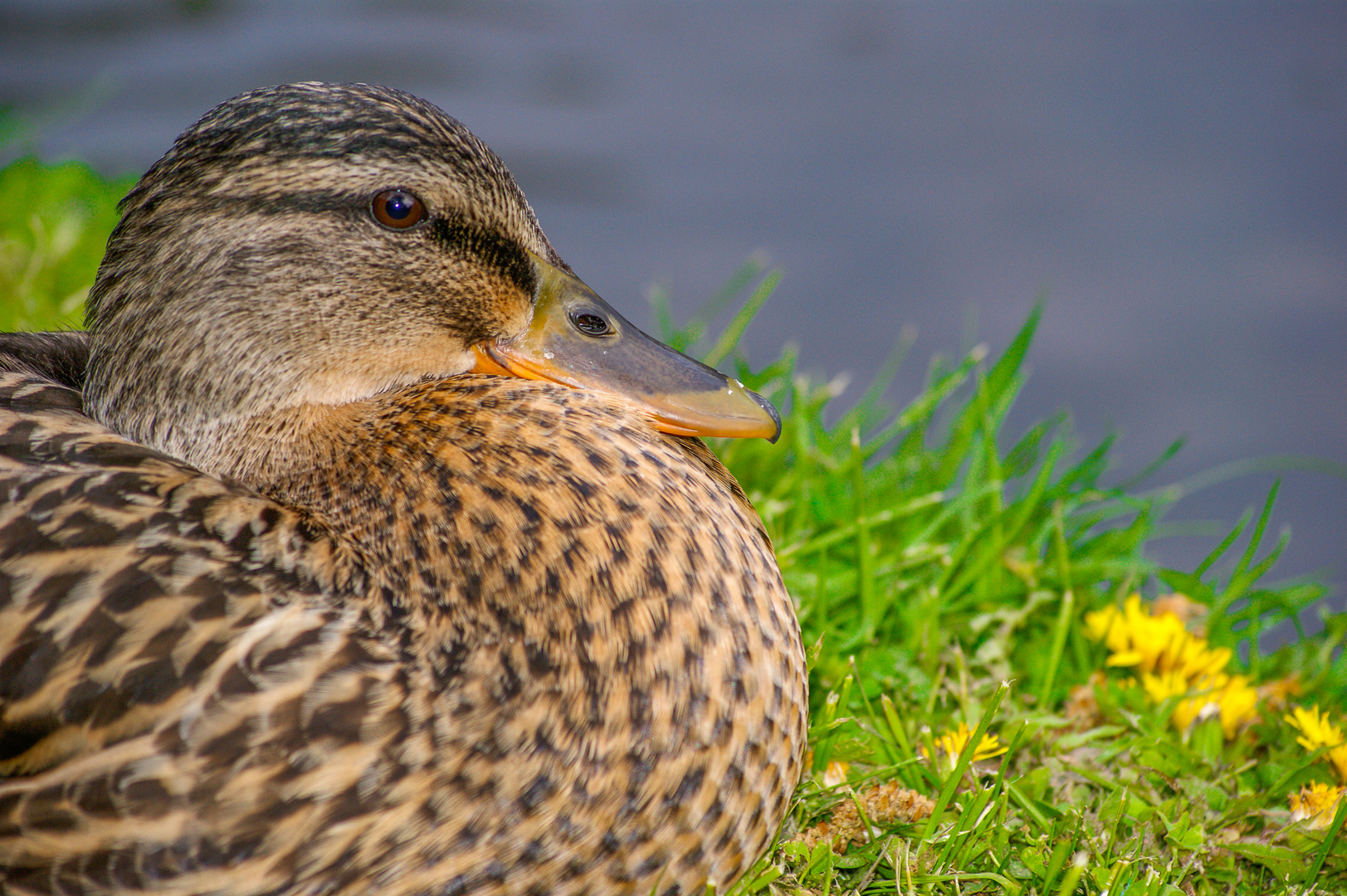 ente am teich