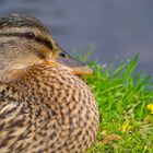 ente am teich