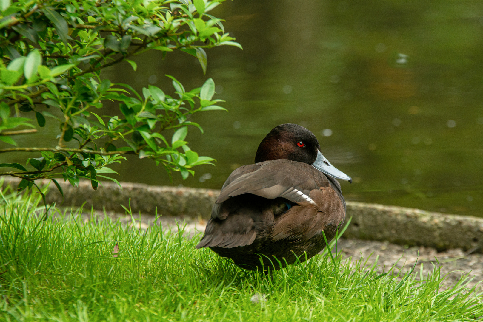 Ente am Teich.