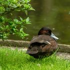 Ente am Teich.