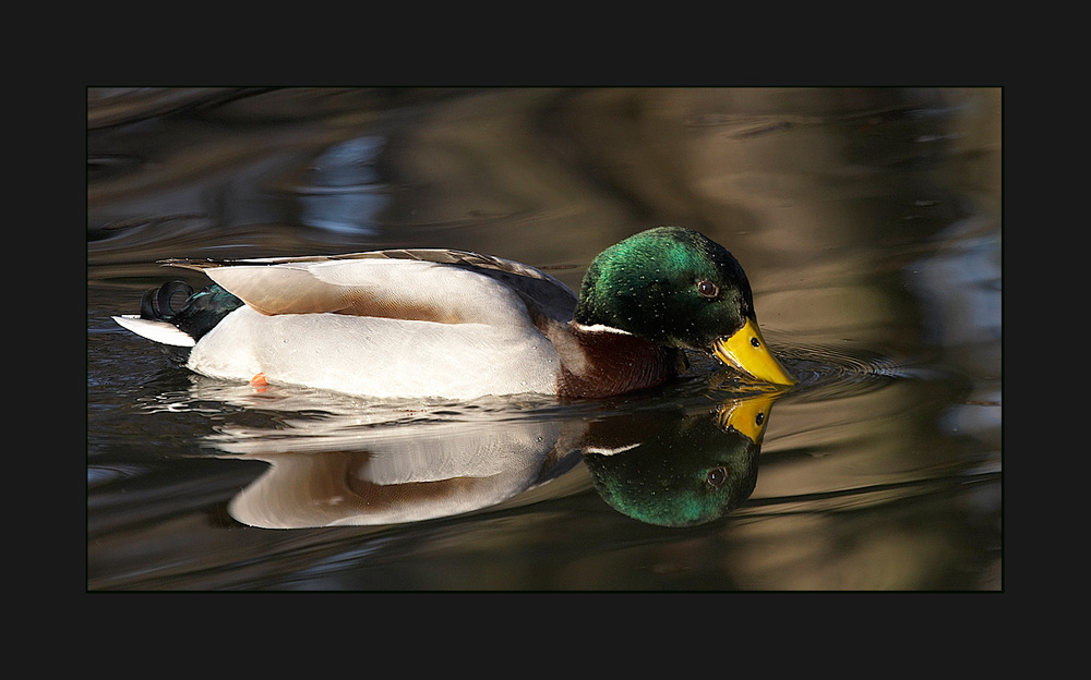 Ente am Teich Foto & Bild tiere, wildlife, wild lebende vögel Bilder