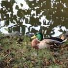 Ente am Teich