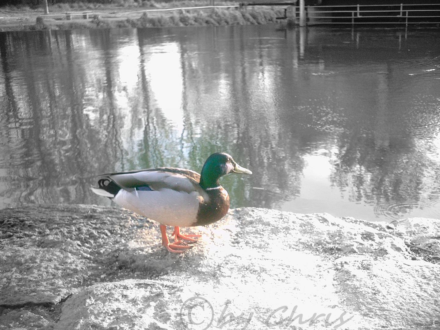 Ente am Teich