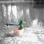 Ente am Teich