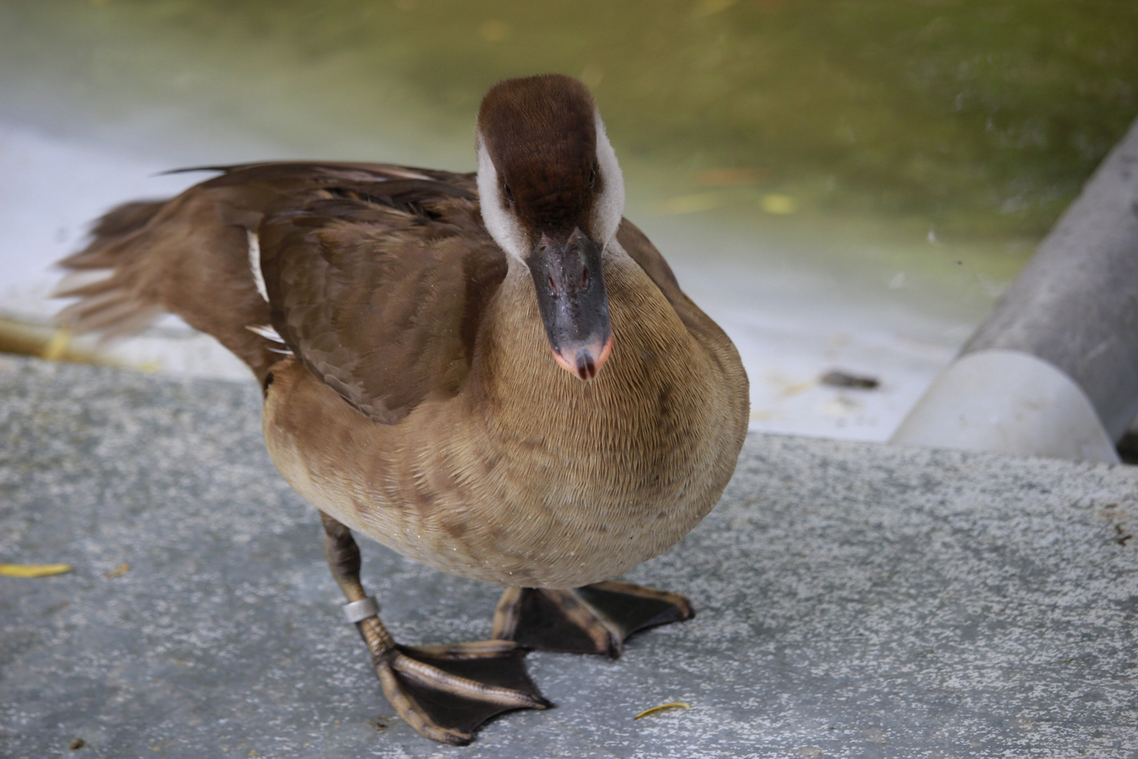 Ente am Teich