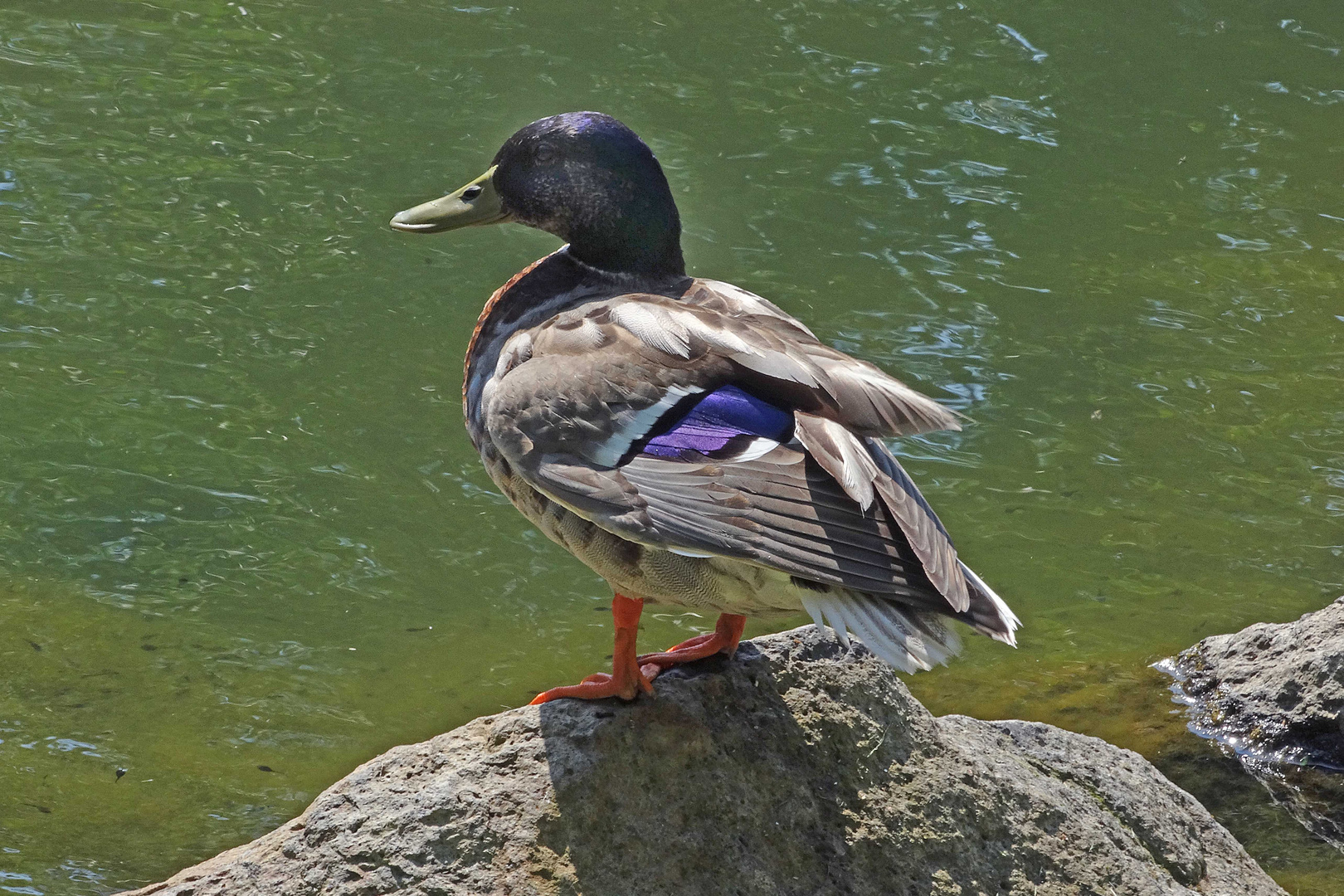 Ente am Teich auf dem Remstecken