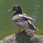 Ente am Teich auf dem Remstecken