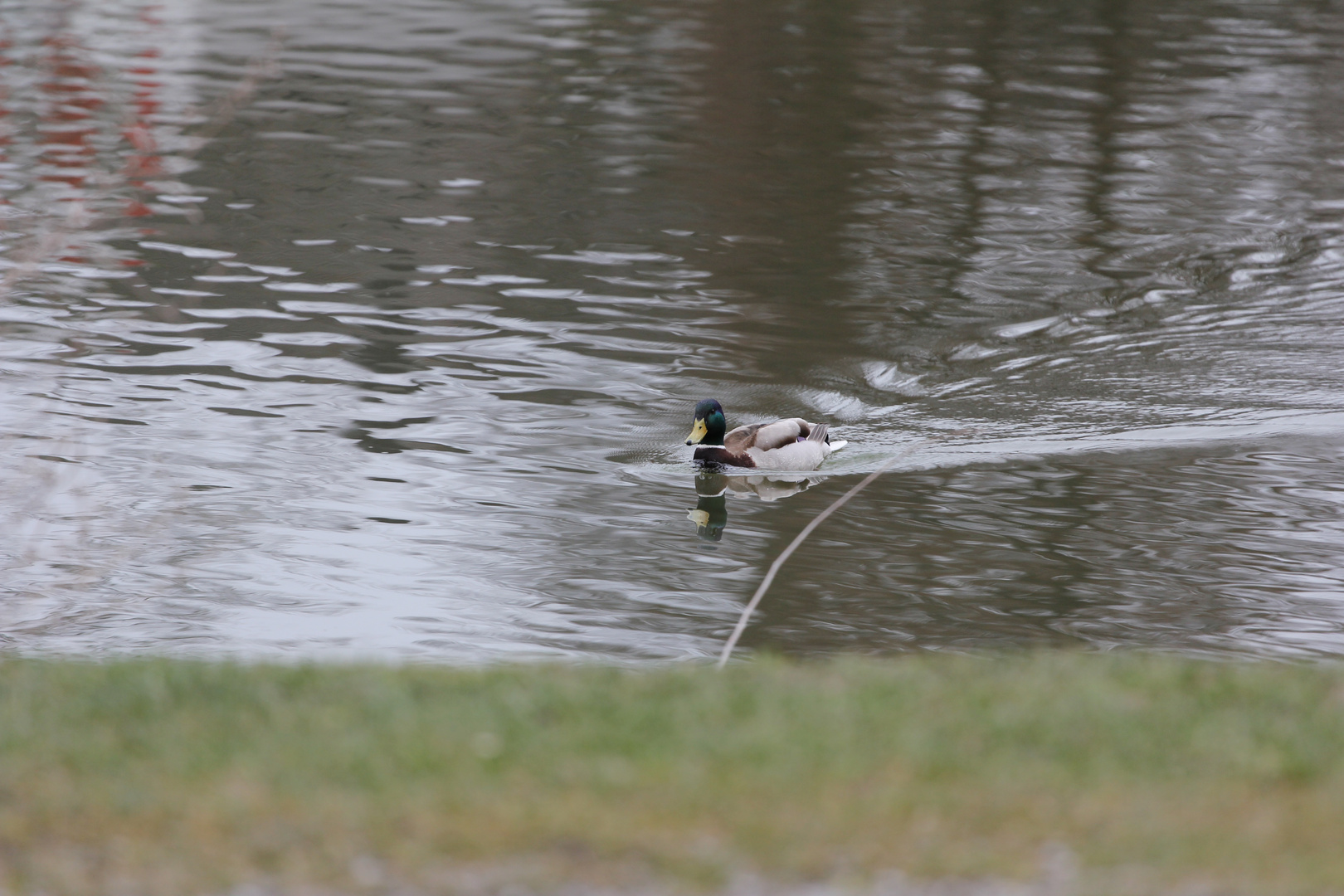 Ente am Teich