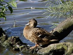 Ente am Teich