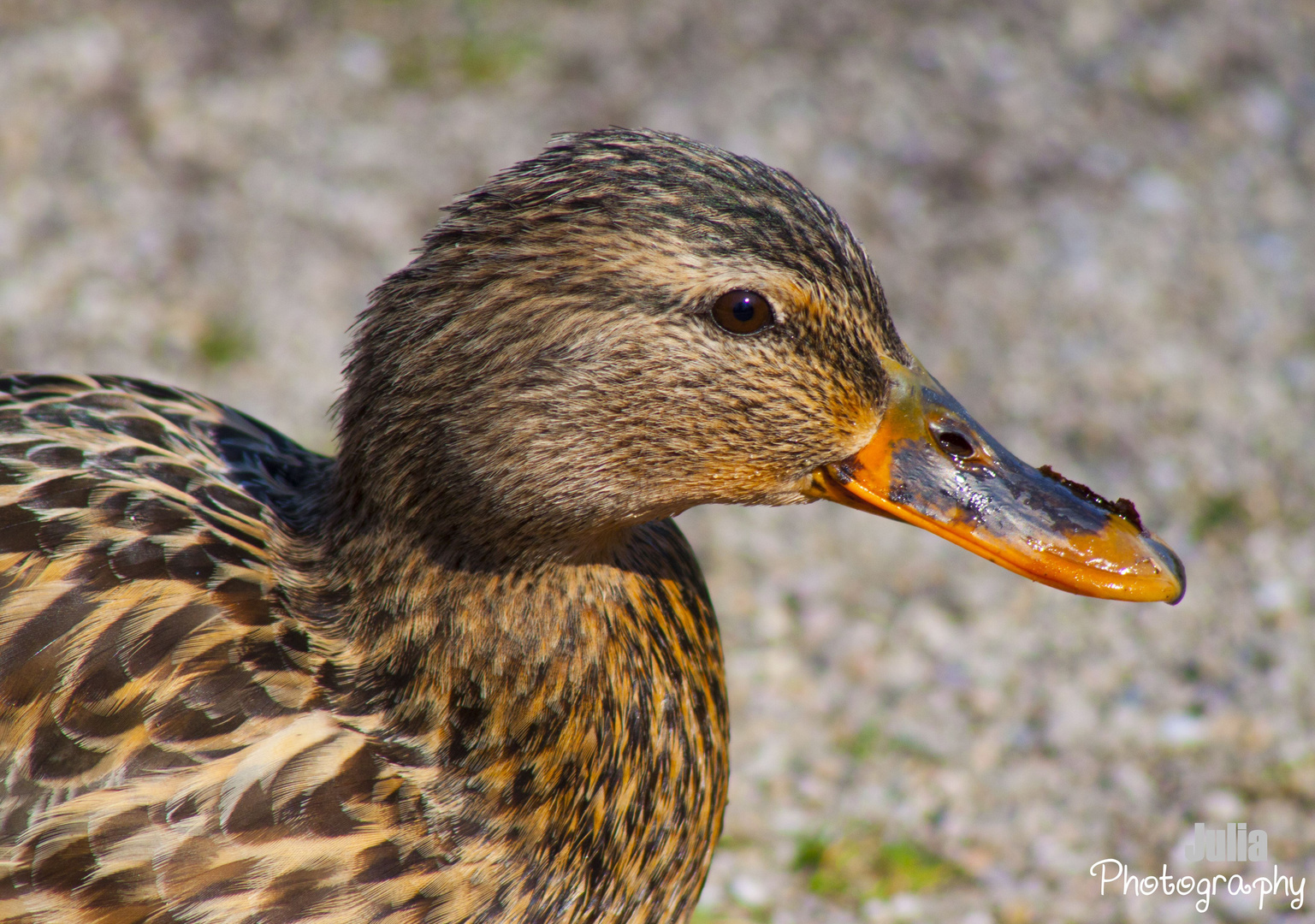 Ente am Teichufer