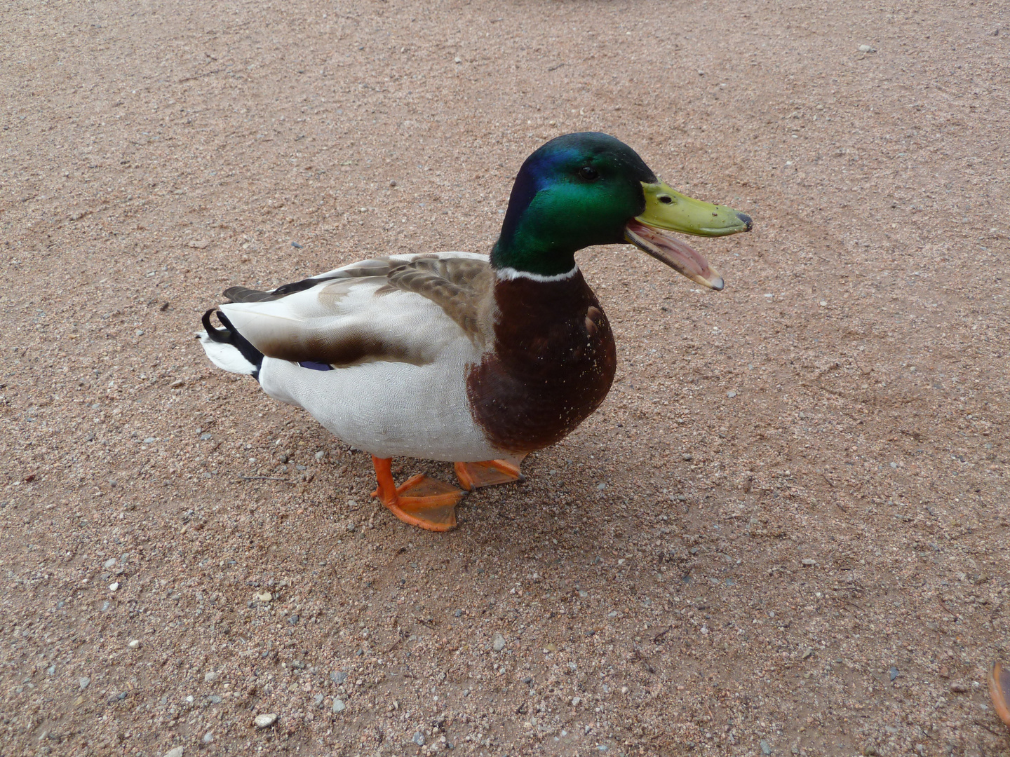 Ente am Titisee