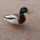 Ente am Titisee