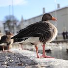 Ente am Tjörnin in Reykjavík