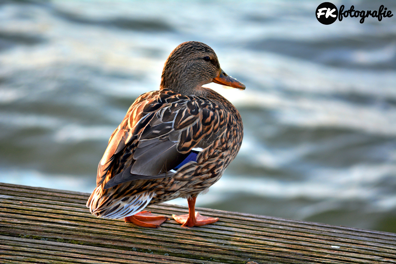 Ente am Tollensesee