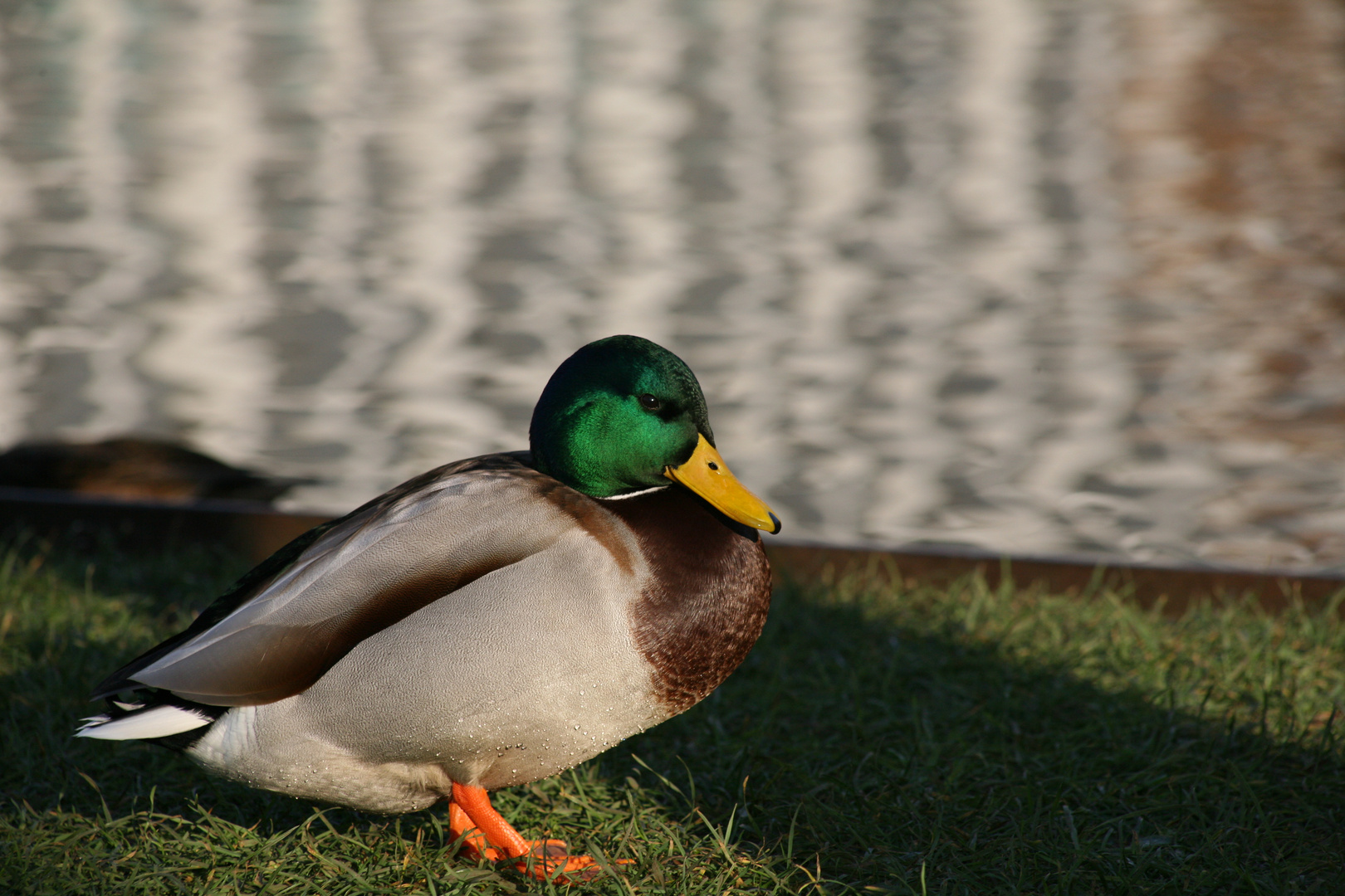 Ente am Tümpel