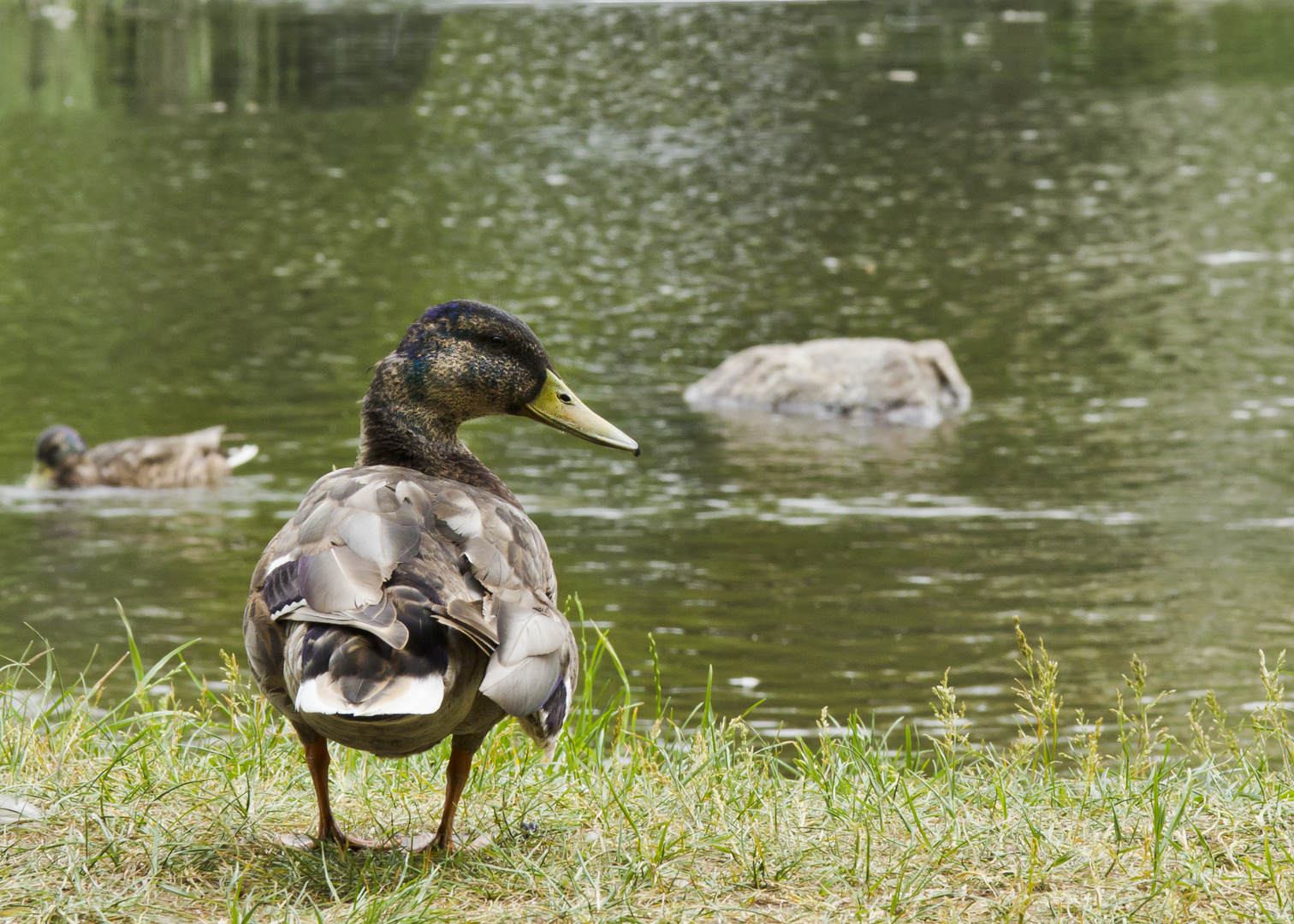 Ente am Ufer (2. Versuch)