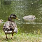 Ente am Ufer (2. Versuch)