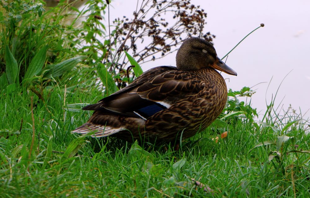 Ente am Ufer