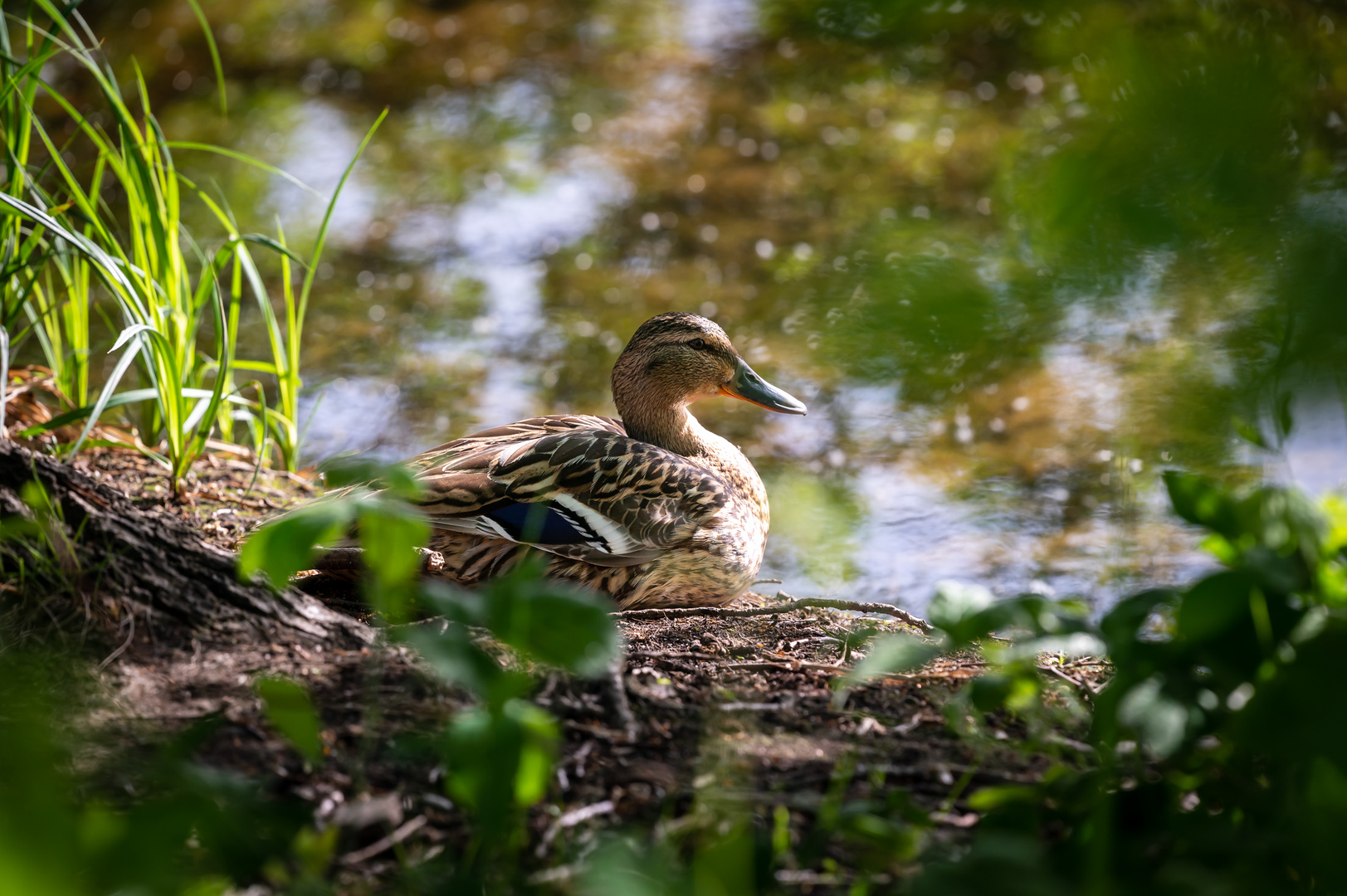 Ente am Ufer