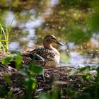 Ente am Ufer