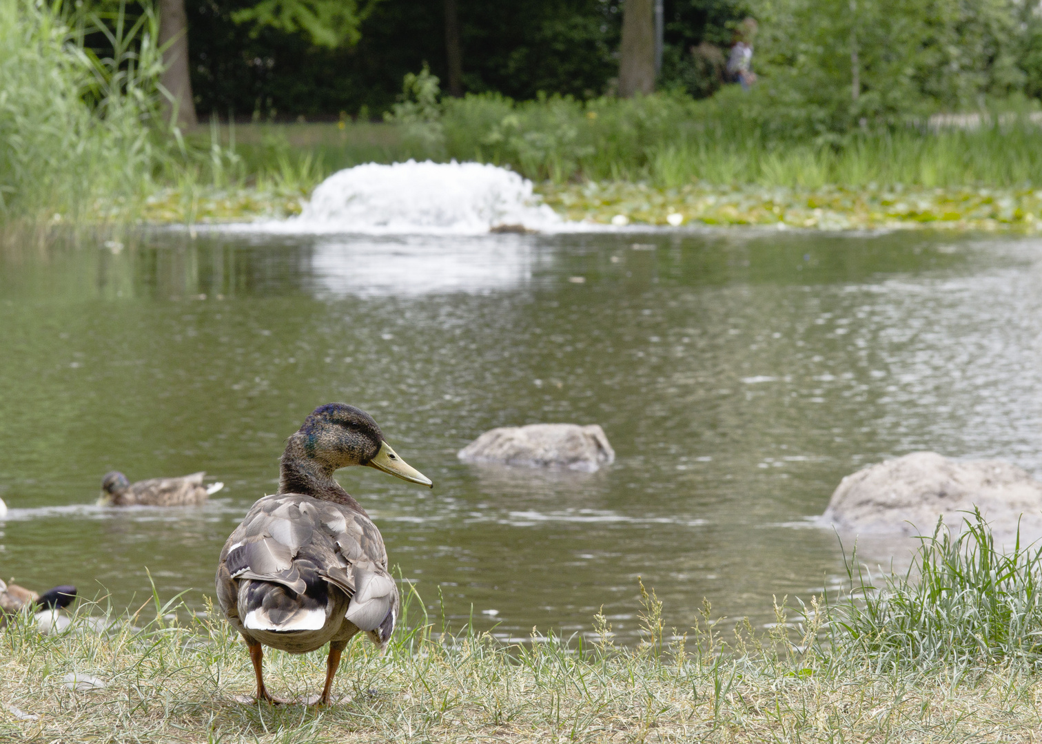 Ente am Ufer