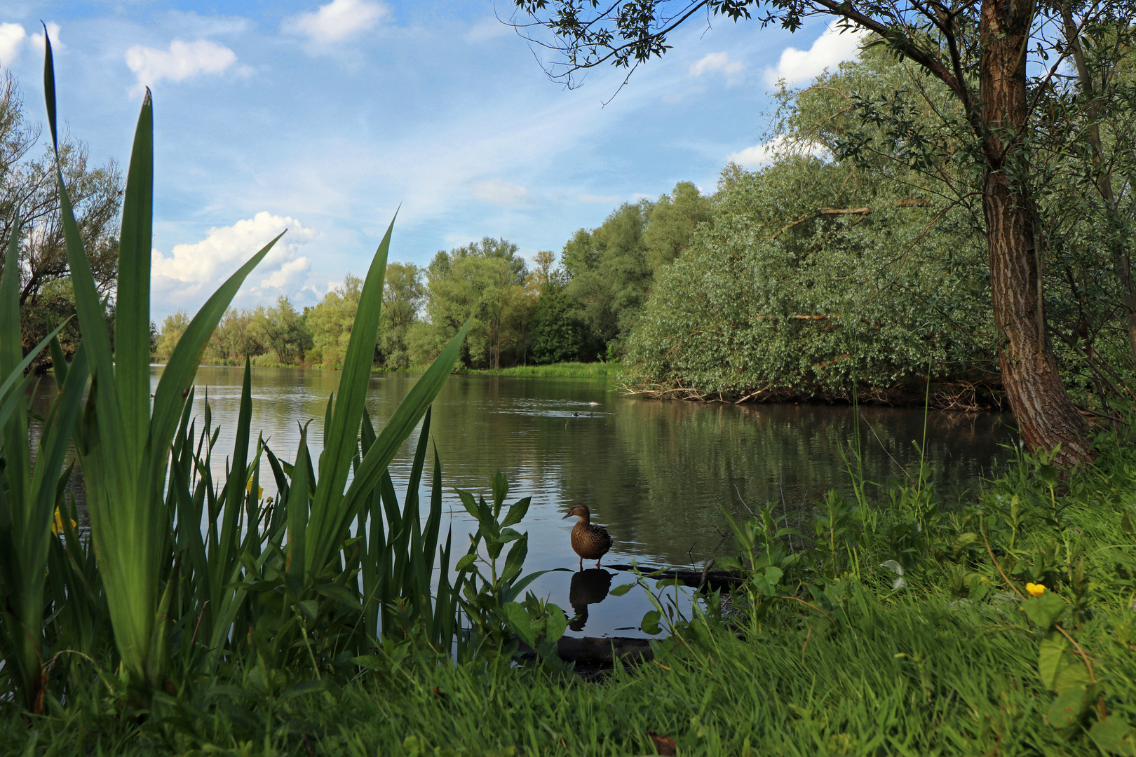 Ente am Ufer