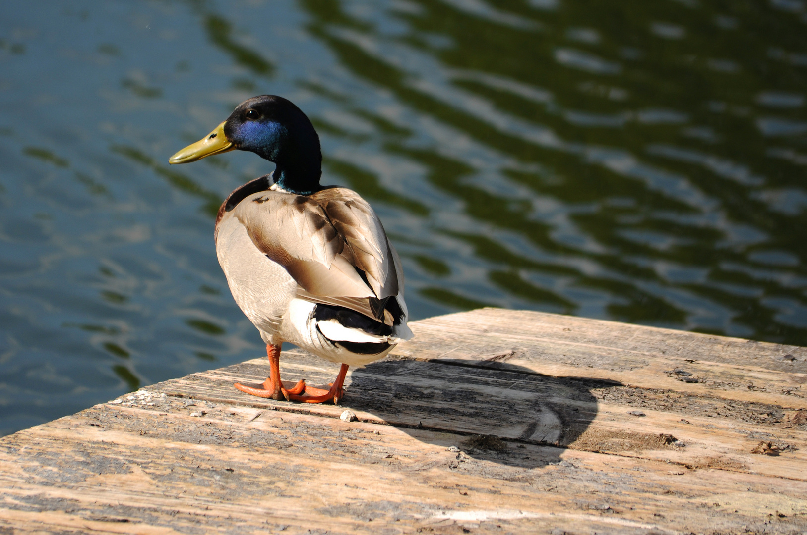 Ente am Ufer