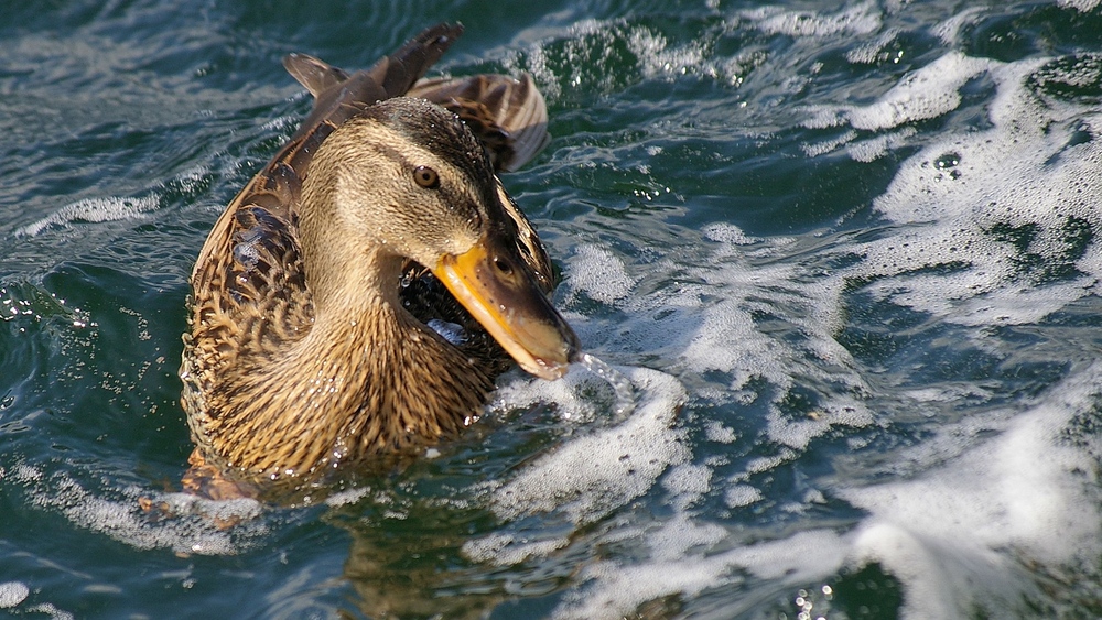 Ente am Untersee (Bodensee)