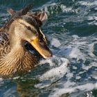 Ente am Untersee (Bodensee)