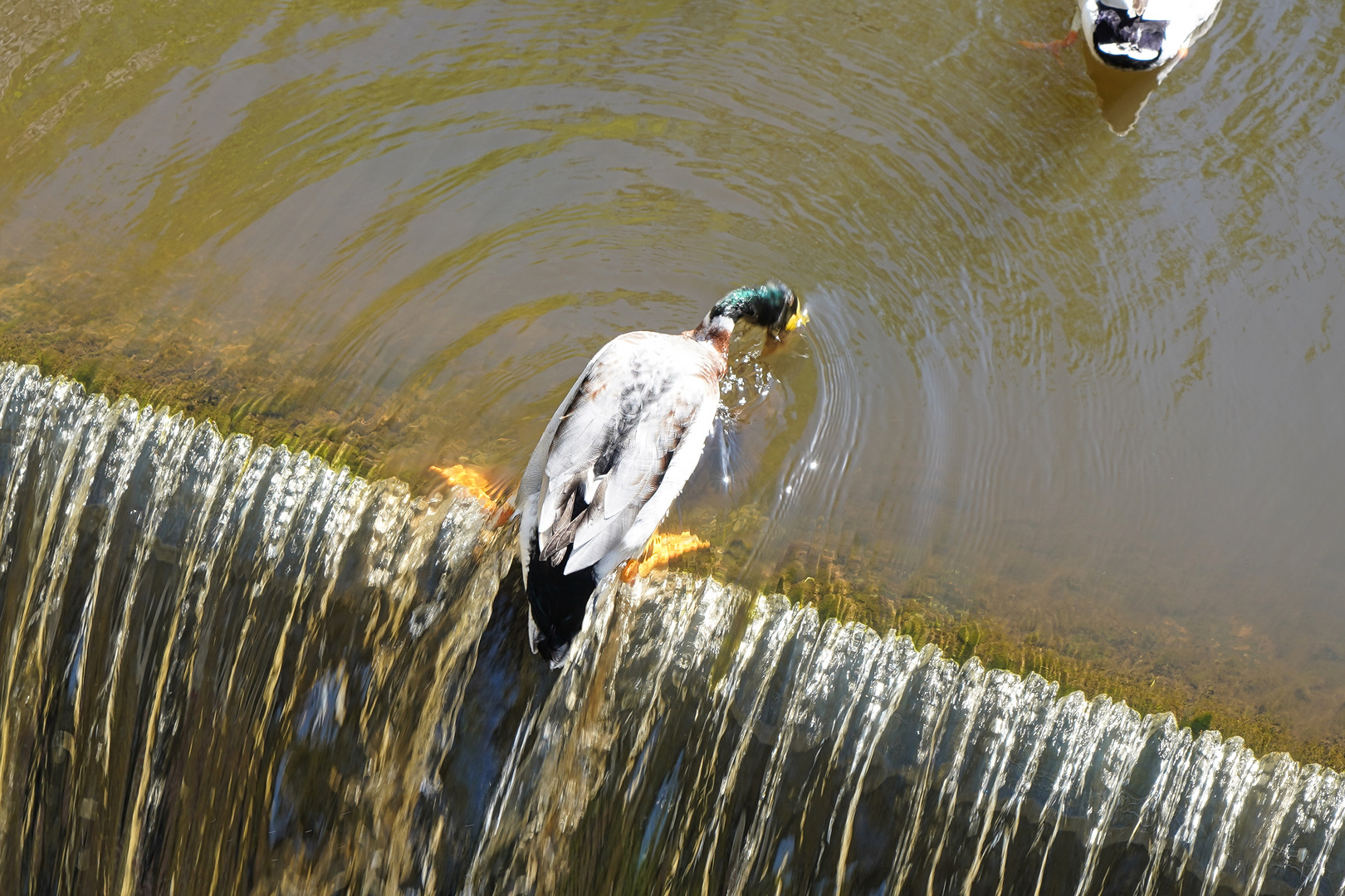 Ente am Wehr