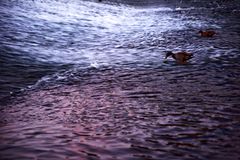 Ente am Wehr