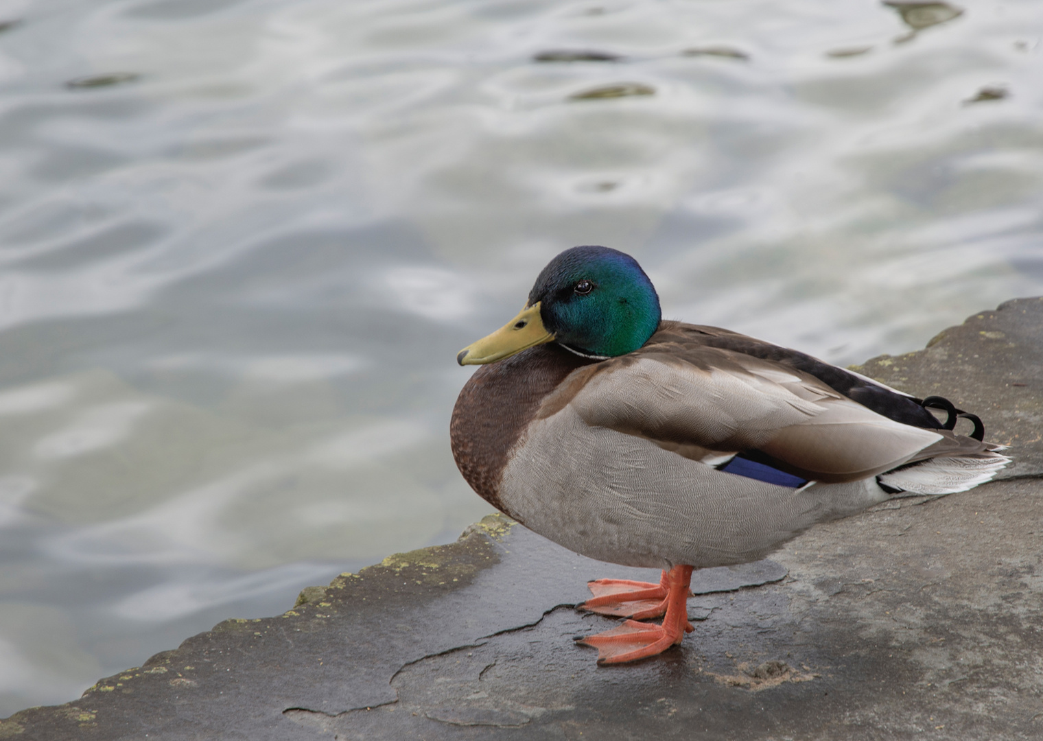 Ente am Zürichsee