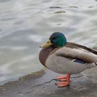 Ente am Zürichsee