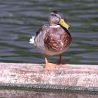 Ente an der Lahn